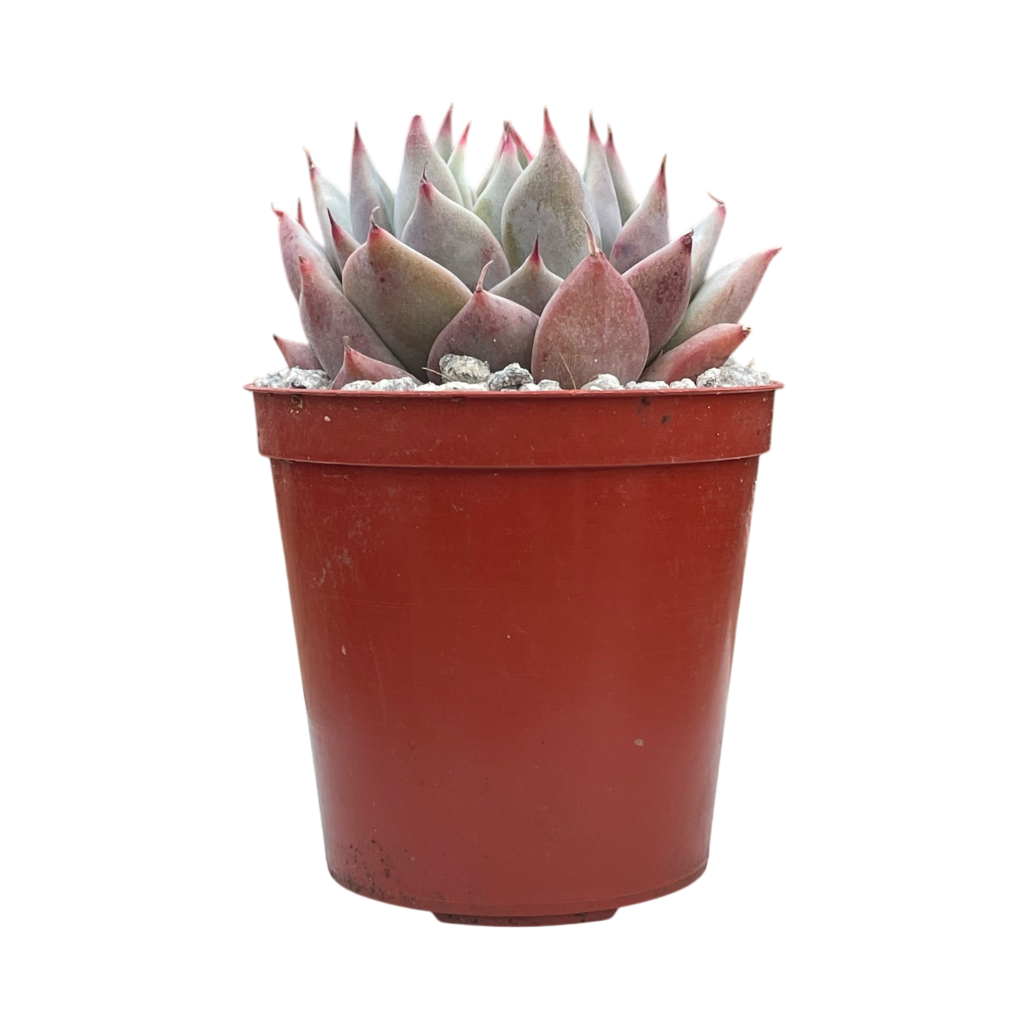 Echeveria 'Larega'