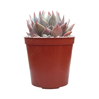 Echeveria 'Larega'