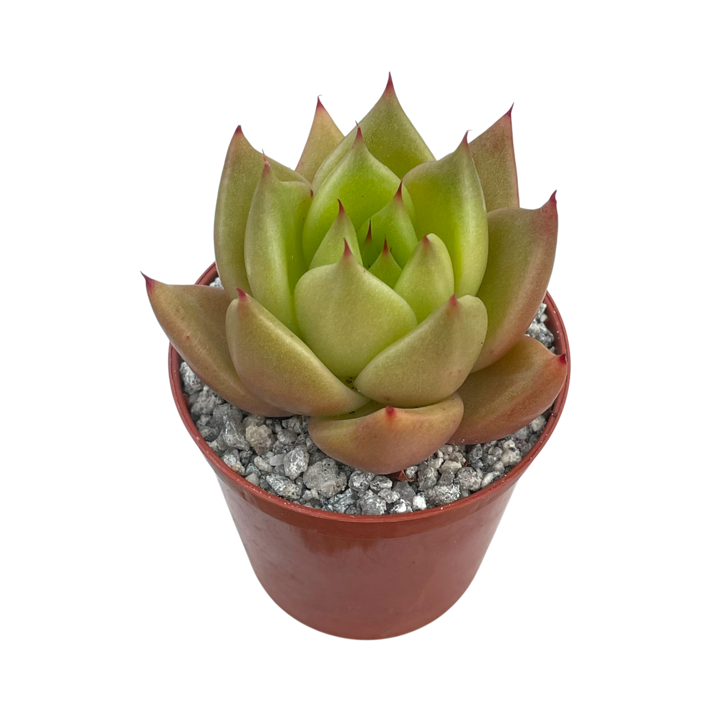 Echeveria agavoides 'New Earth'