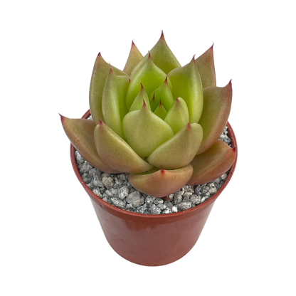 Echeveria agavoides 'New Earth'