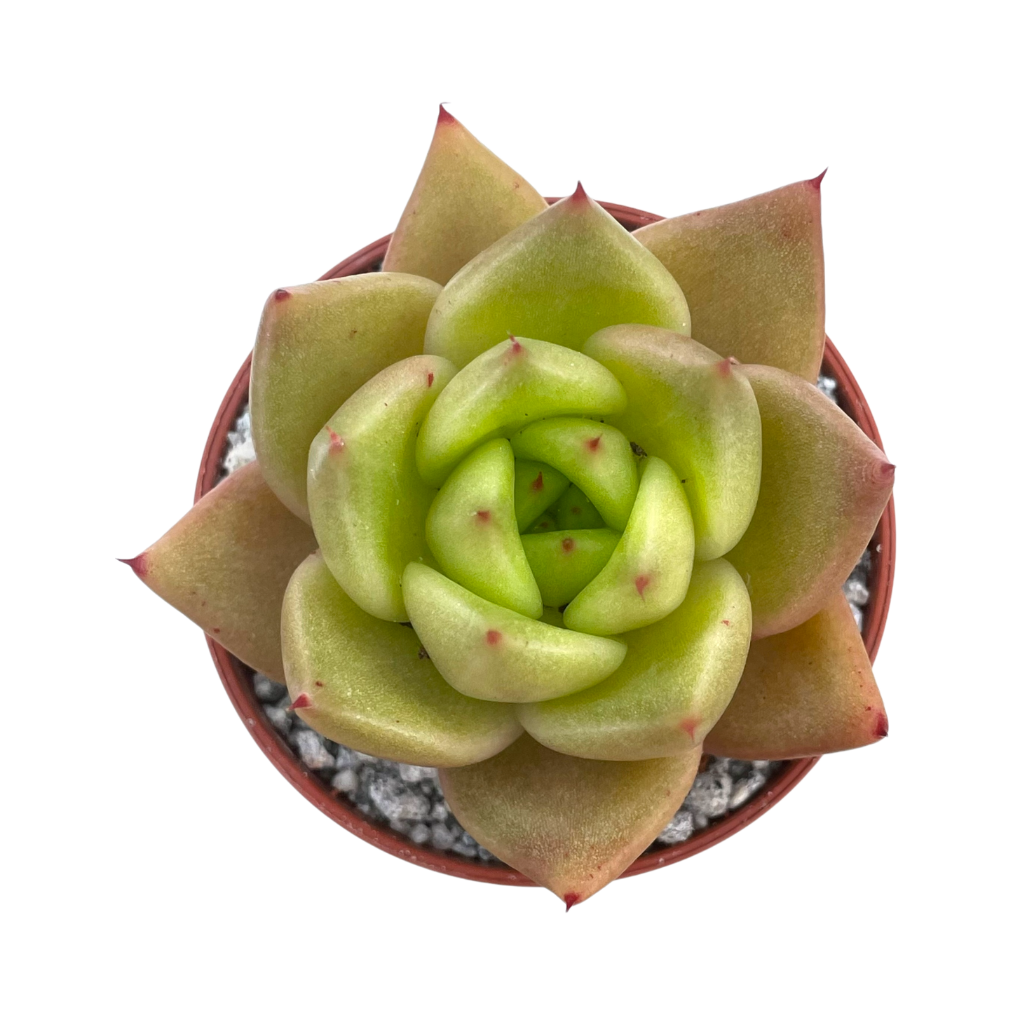 Echeveria agavoides 'New Earth'