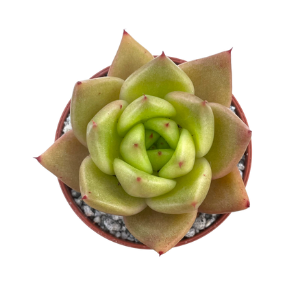 Echeveria agavoides 'New Earth'