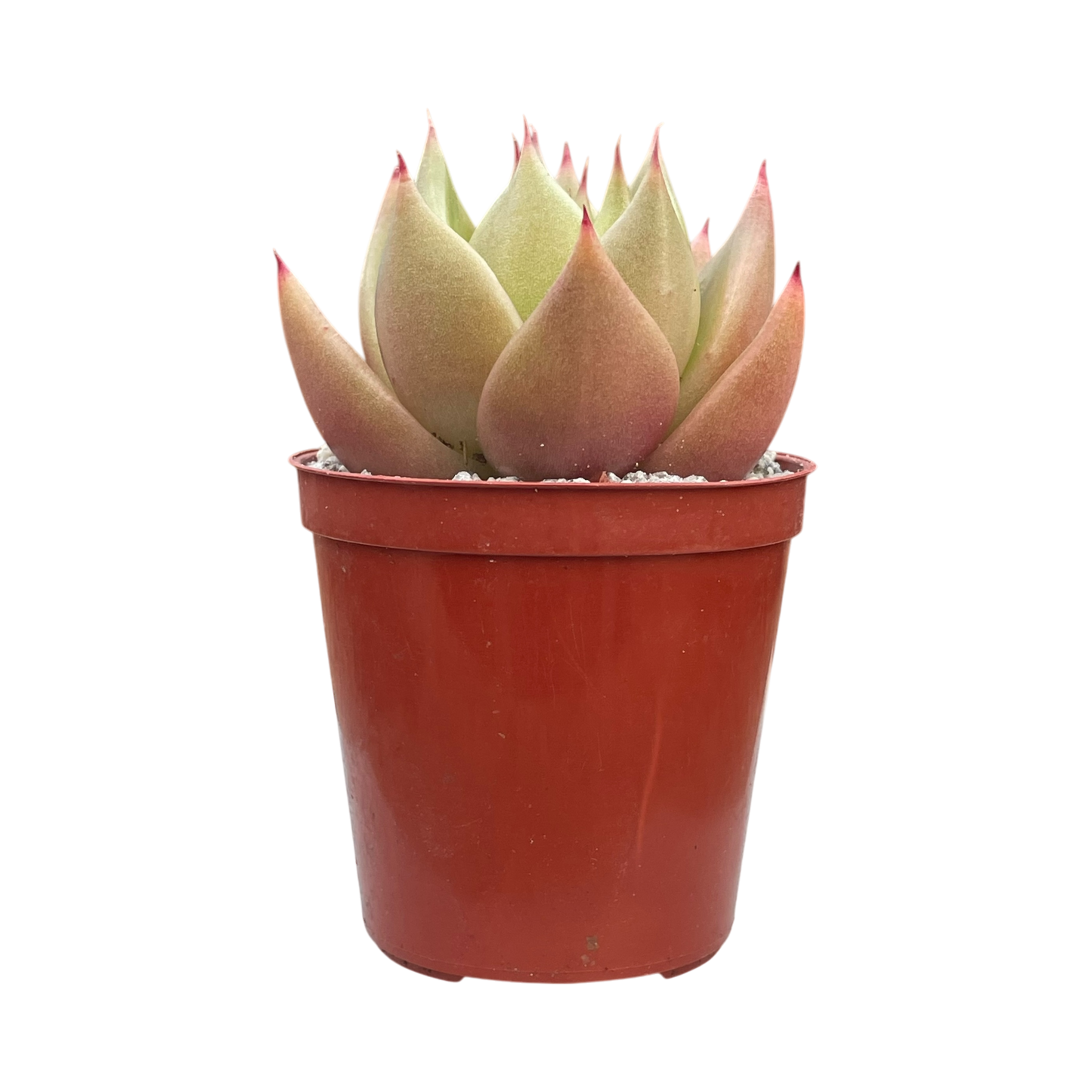 Echeveria agavoides 'New Earth'