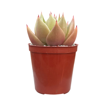 Echeveria agavoides 'New Earth'