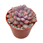 Echeveria subcorymbosa (Lau 030)