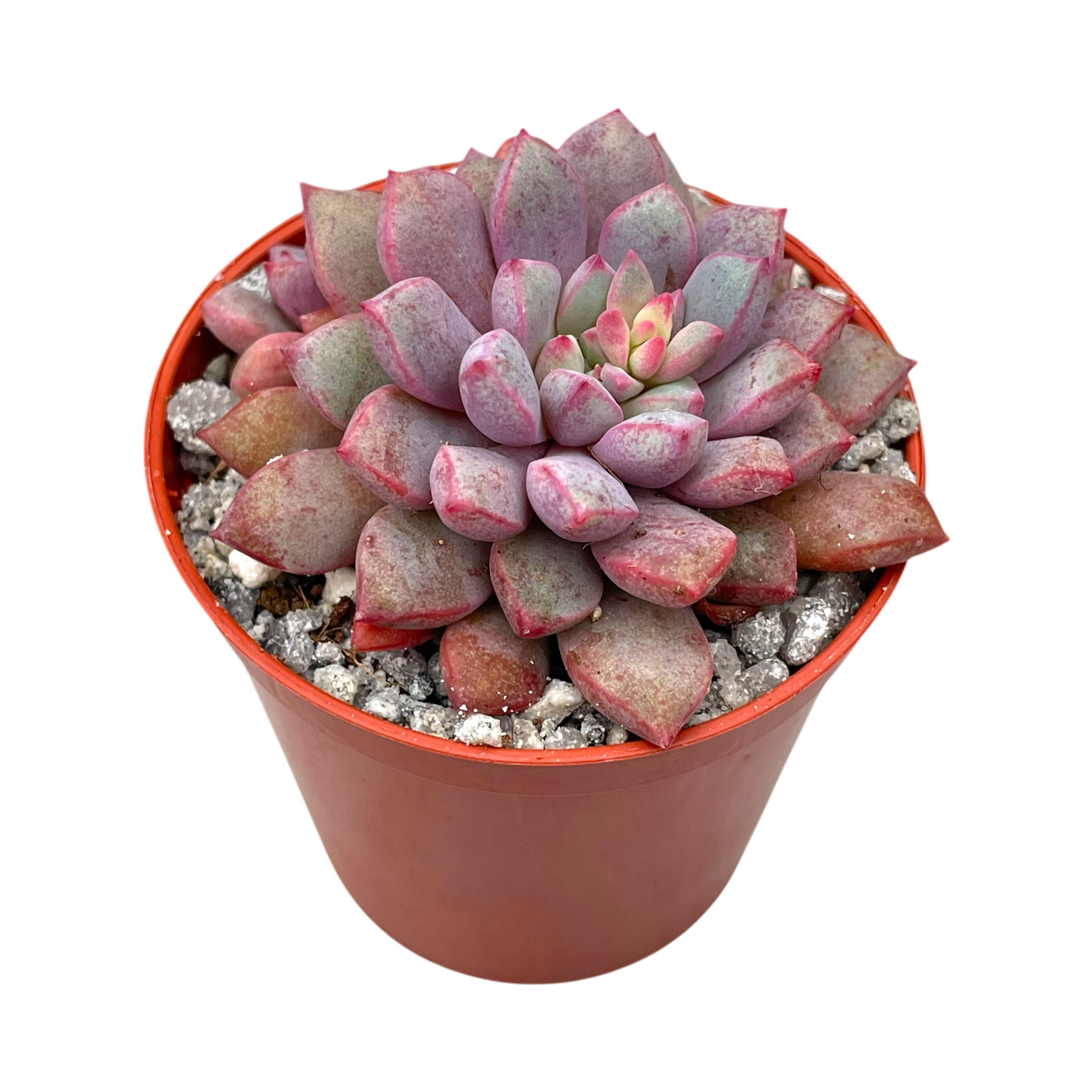 Echeveria subcorymbosa (Lau 030)