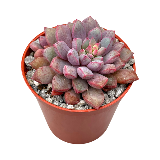 Echeveria subcorymbosa (Lau 030)