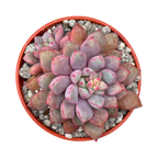 Echeveria subcorymbosa (Lau 030)