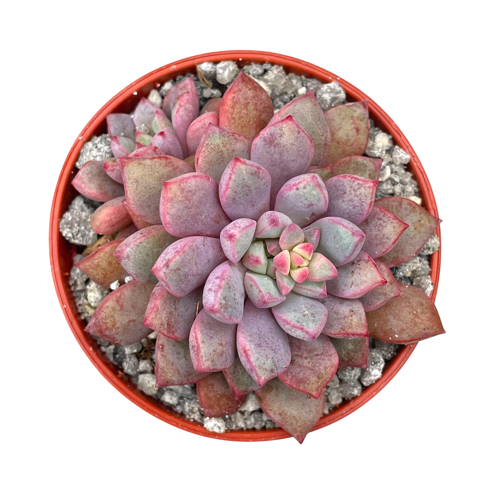 Echeveria subcorymbosa (Lau 030)