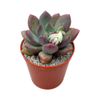 x Pachyveria 'Thunderbird'