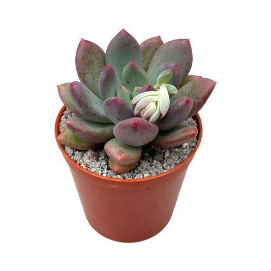 x Pachyveria 'Thunderbird'