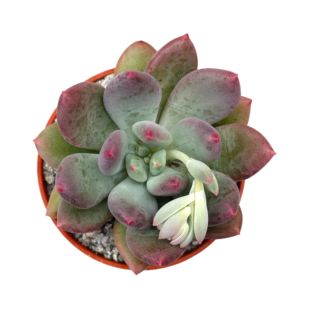 x Pachyveria 'Thunderbird'
