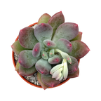 x Pachyveria 'Thunderbird'