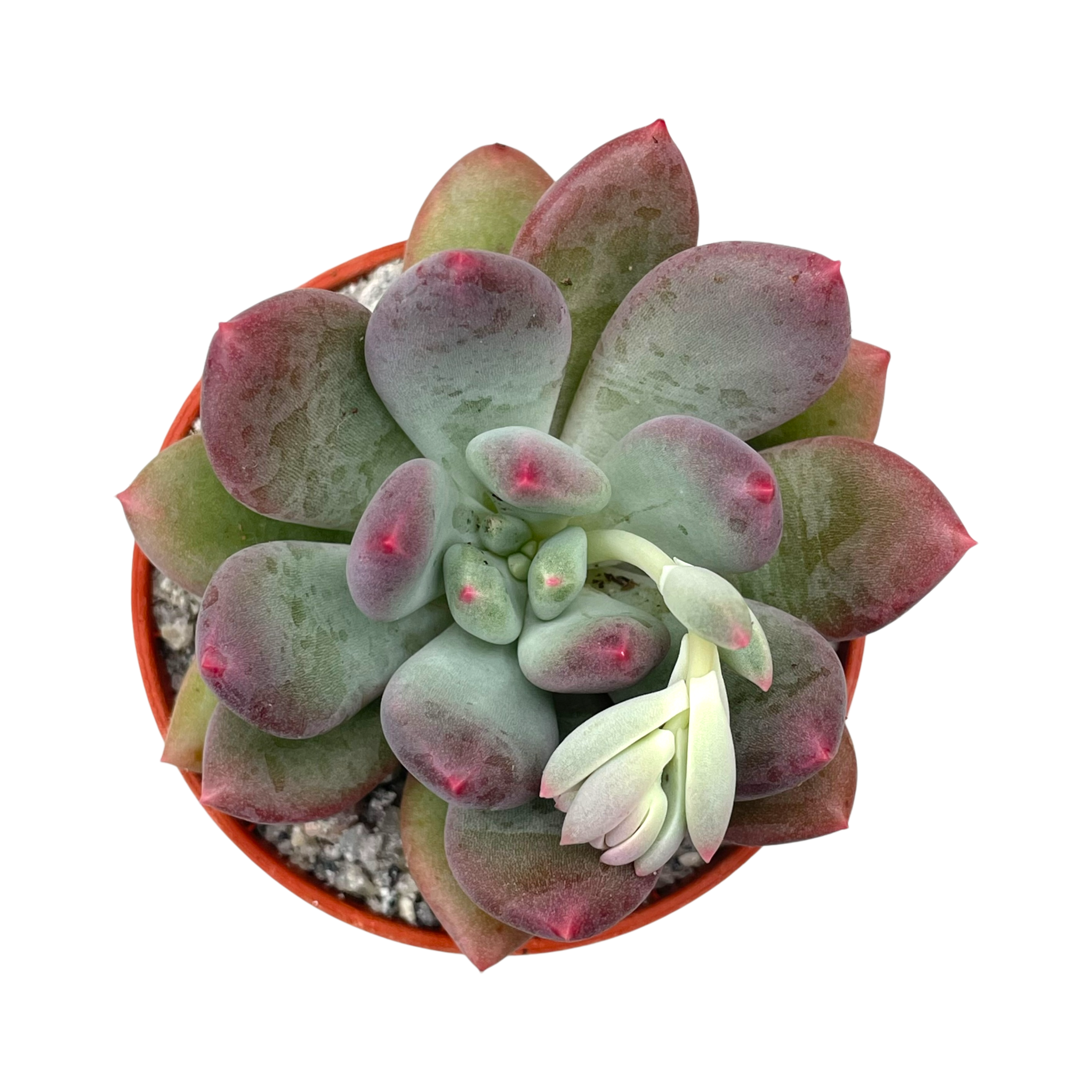 x Pachyveria 'Thunderbird'
