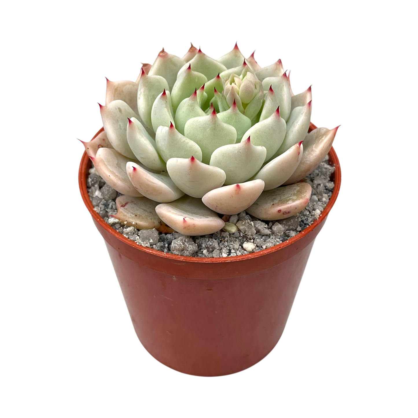 Echeveria mexicensis