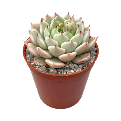 Echeveria mexicensis