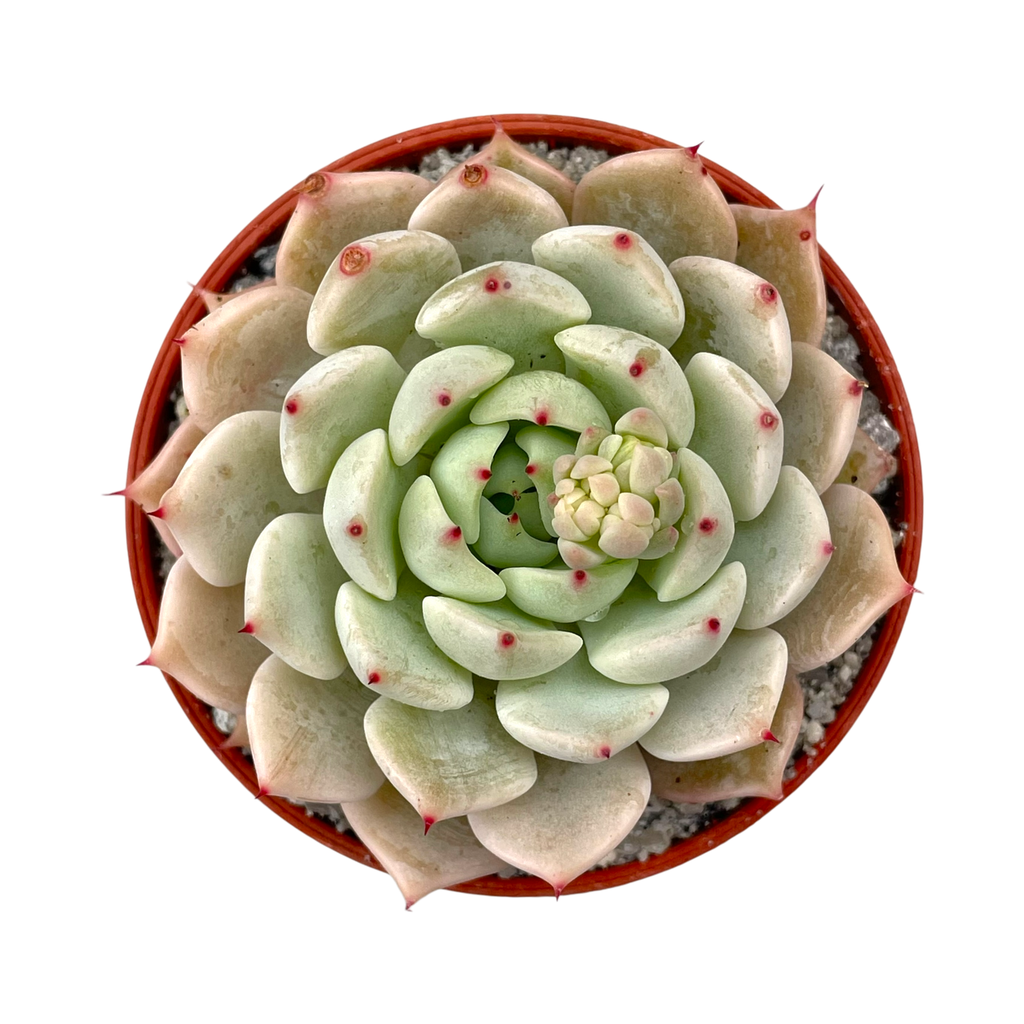 Echeveria mexicensis