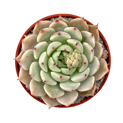 Echeveria mexicensis