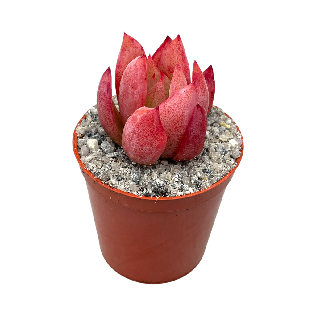 Echeveria colorata f. lindsayana