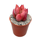 Echeveria colorata f. lindsayana