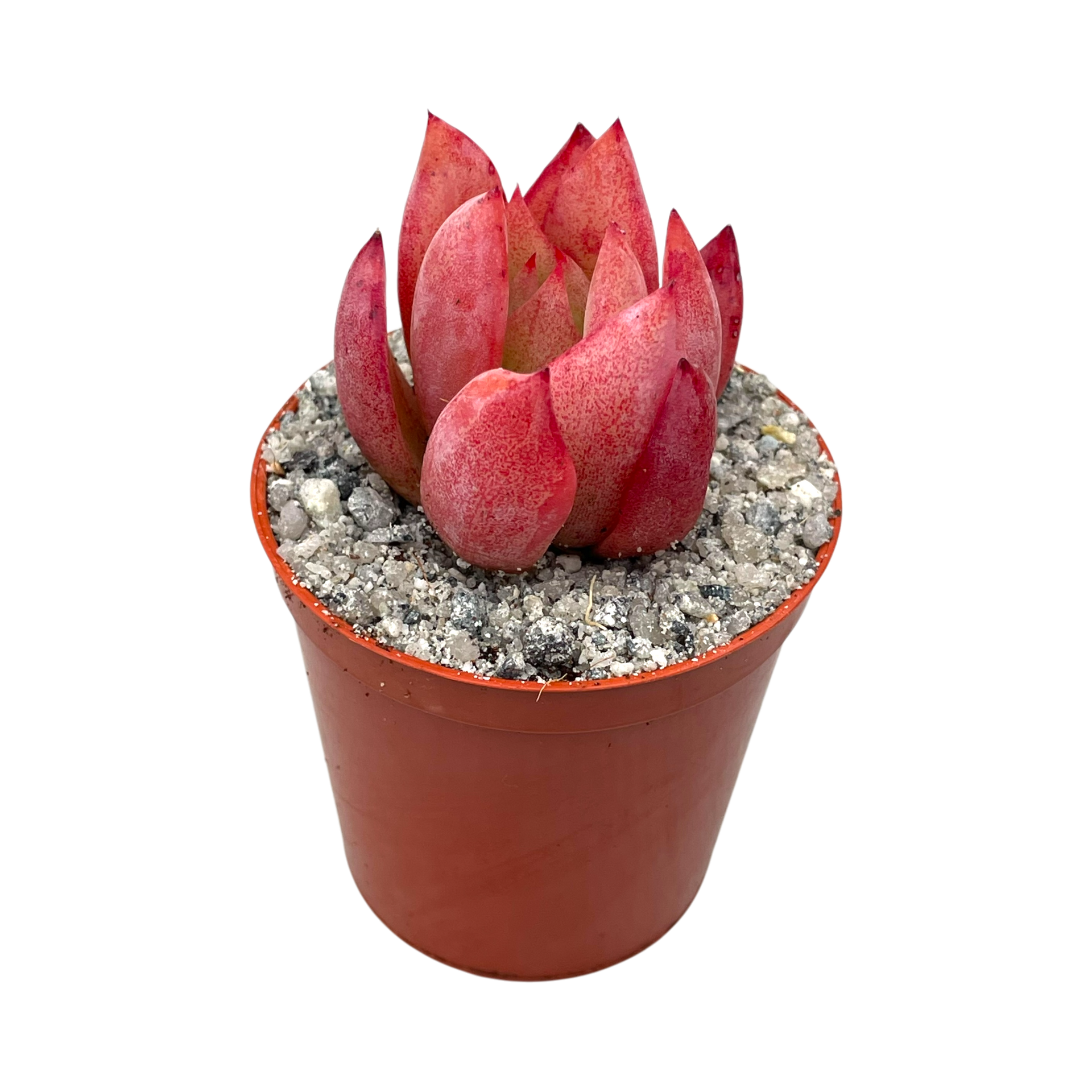 エケベリア・コロラータ f. リンゼアナ – Surreal Succulents