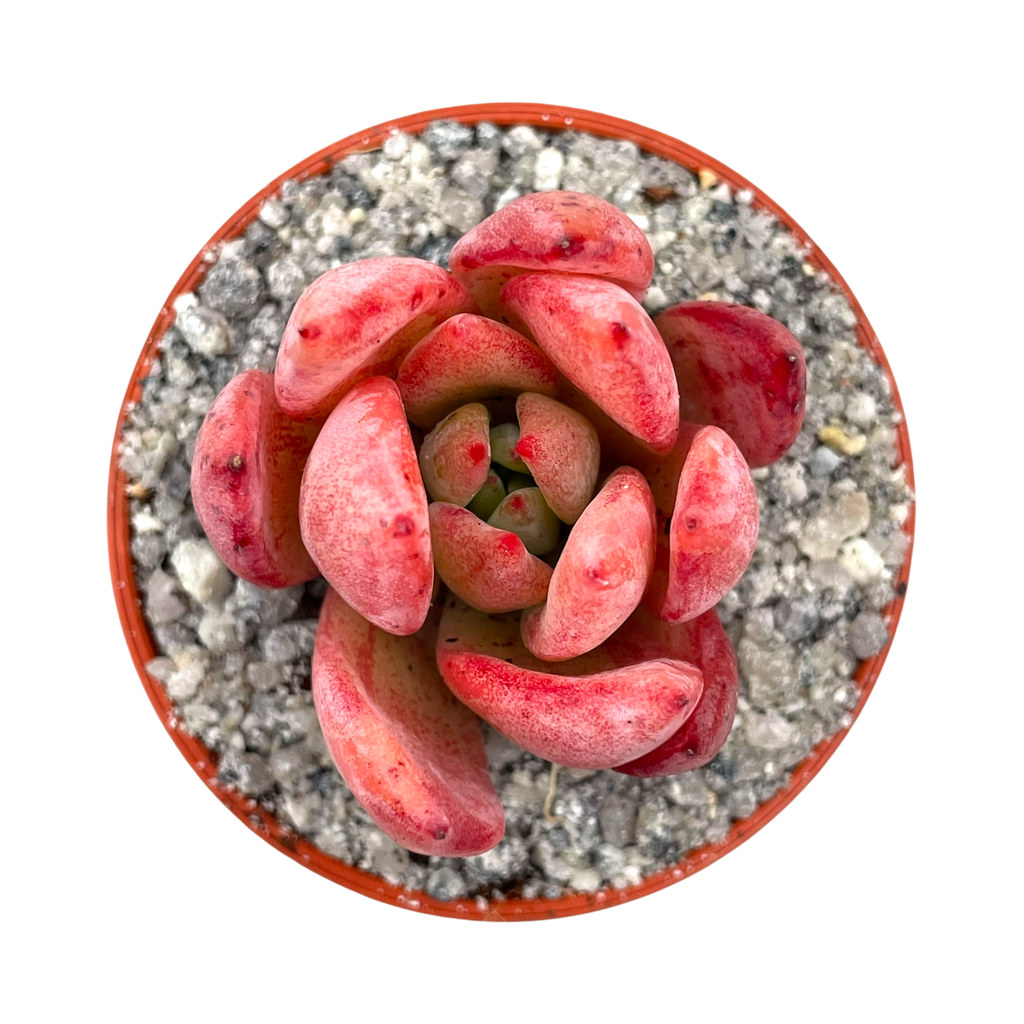 Echeveria colorata f. lindsayana