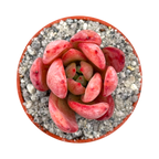 Echeveria colorata f. lindsayana