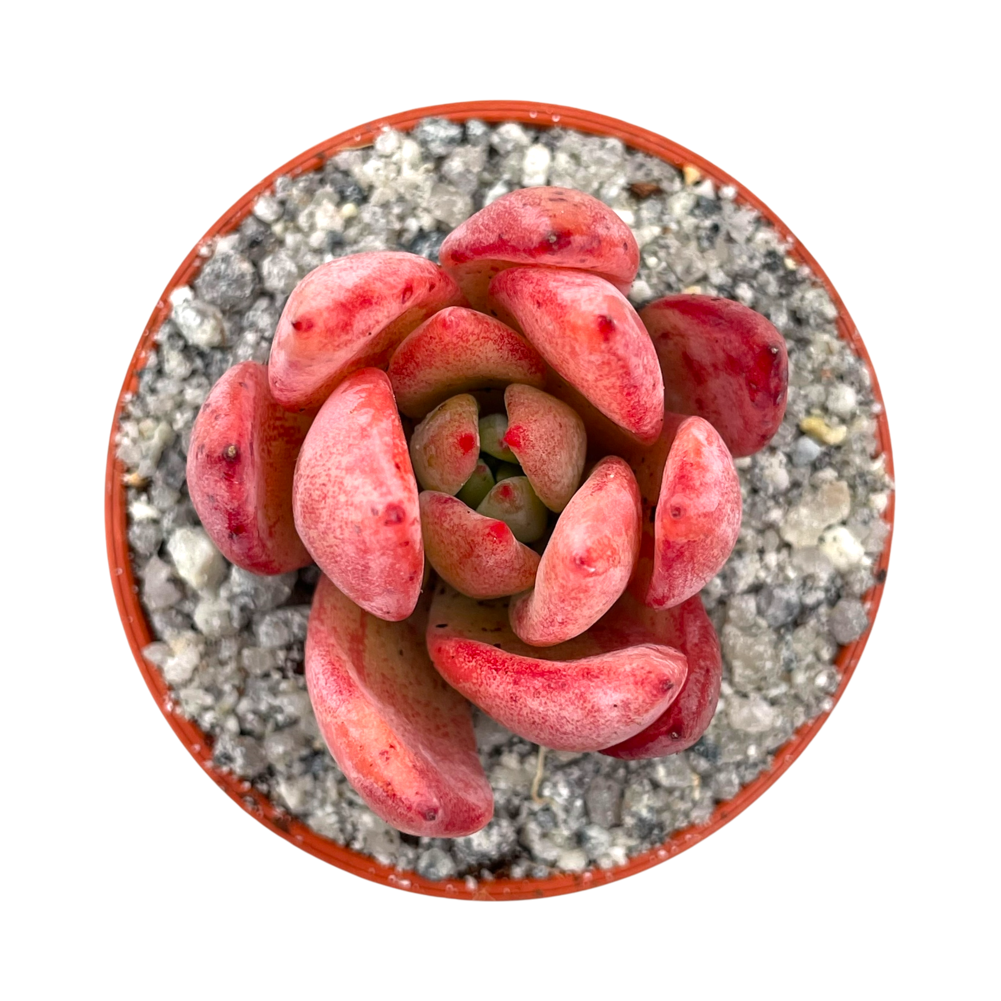 Echeveria colorata f. lindsayana