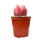 Echeveria colorata f. lindsayana