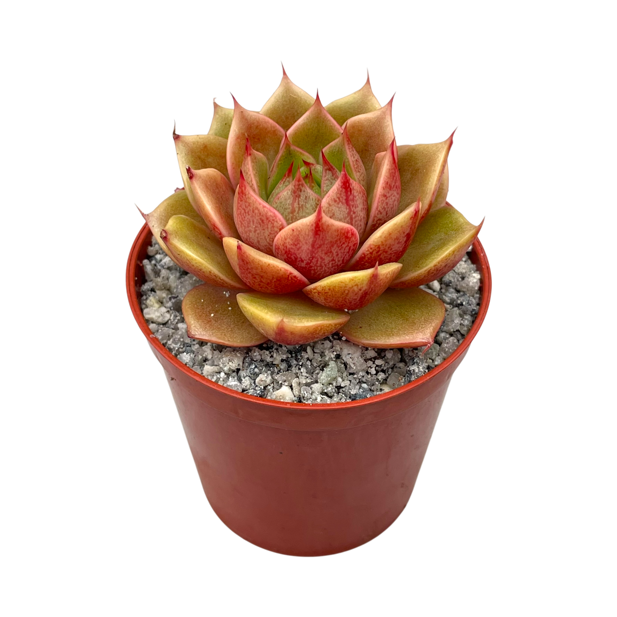 parva succulent Echeveria 'Parva' – Surreal Succulents