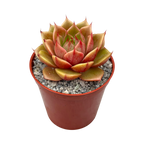 Echeveria 'Parva'