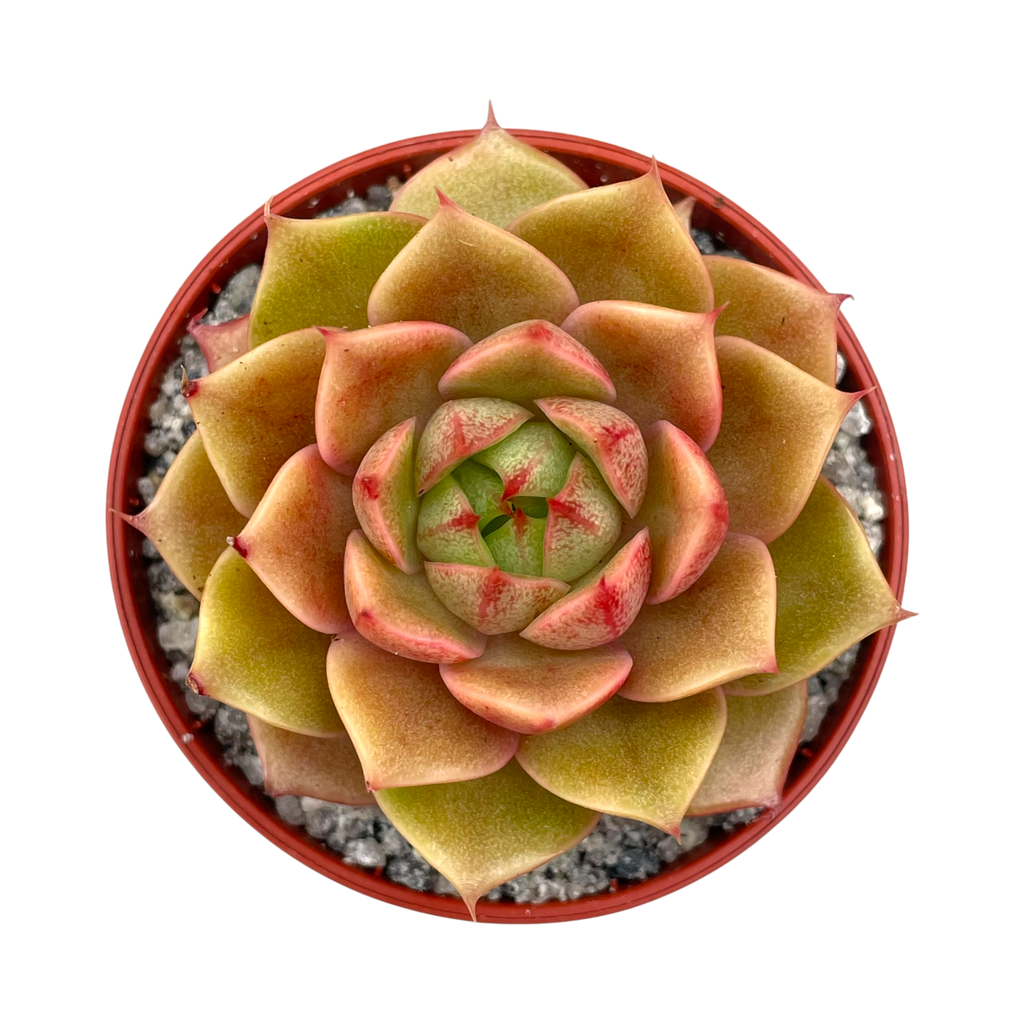 Echeveria 'Parva'