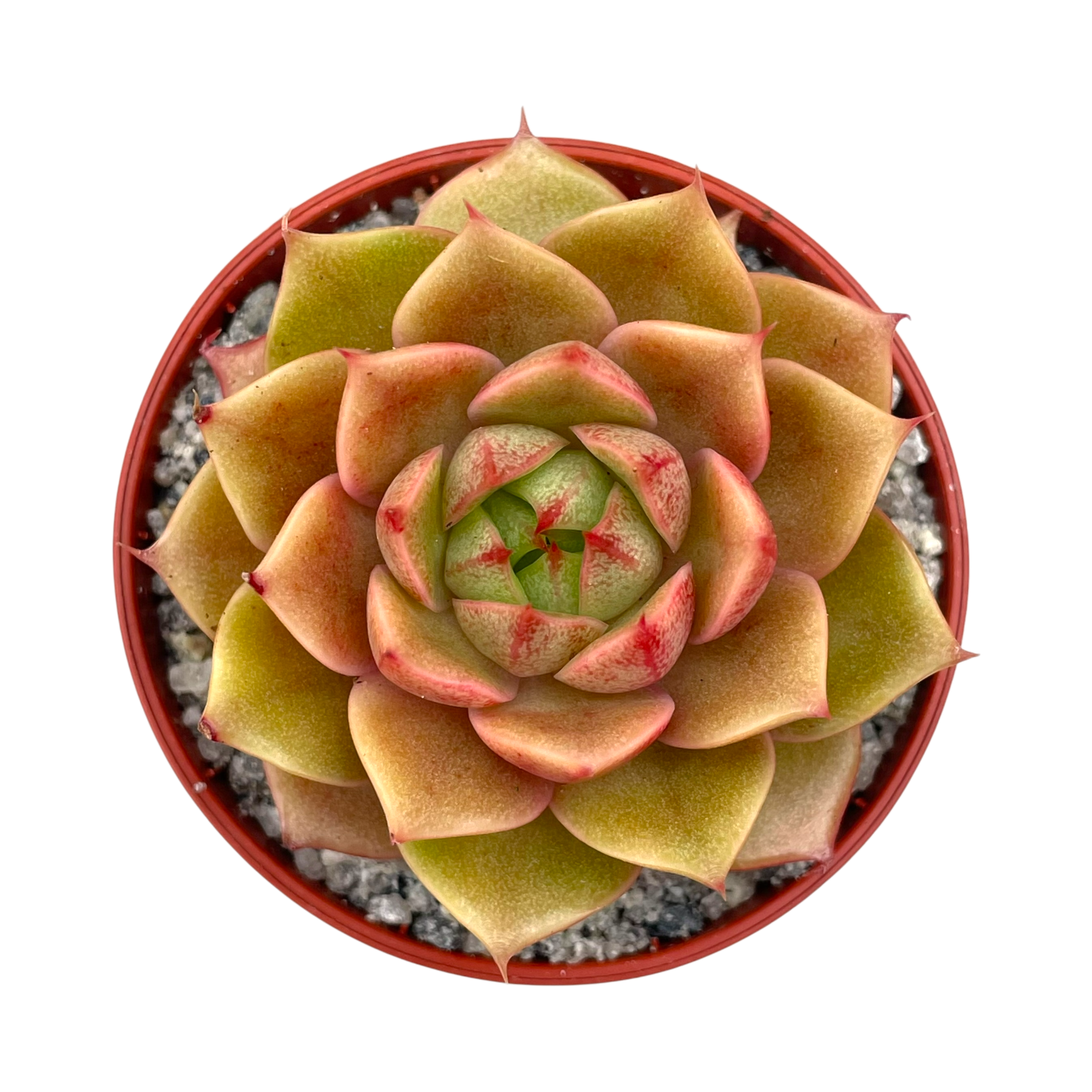 Echeveria 'Parva'
