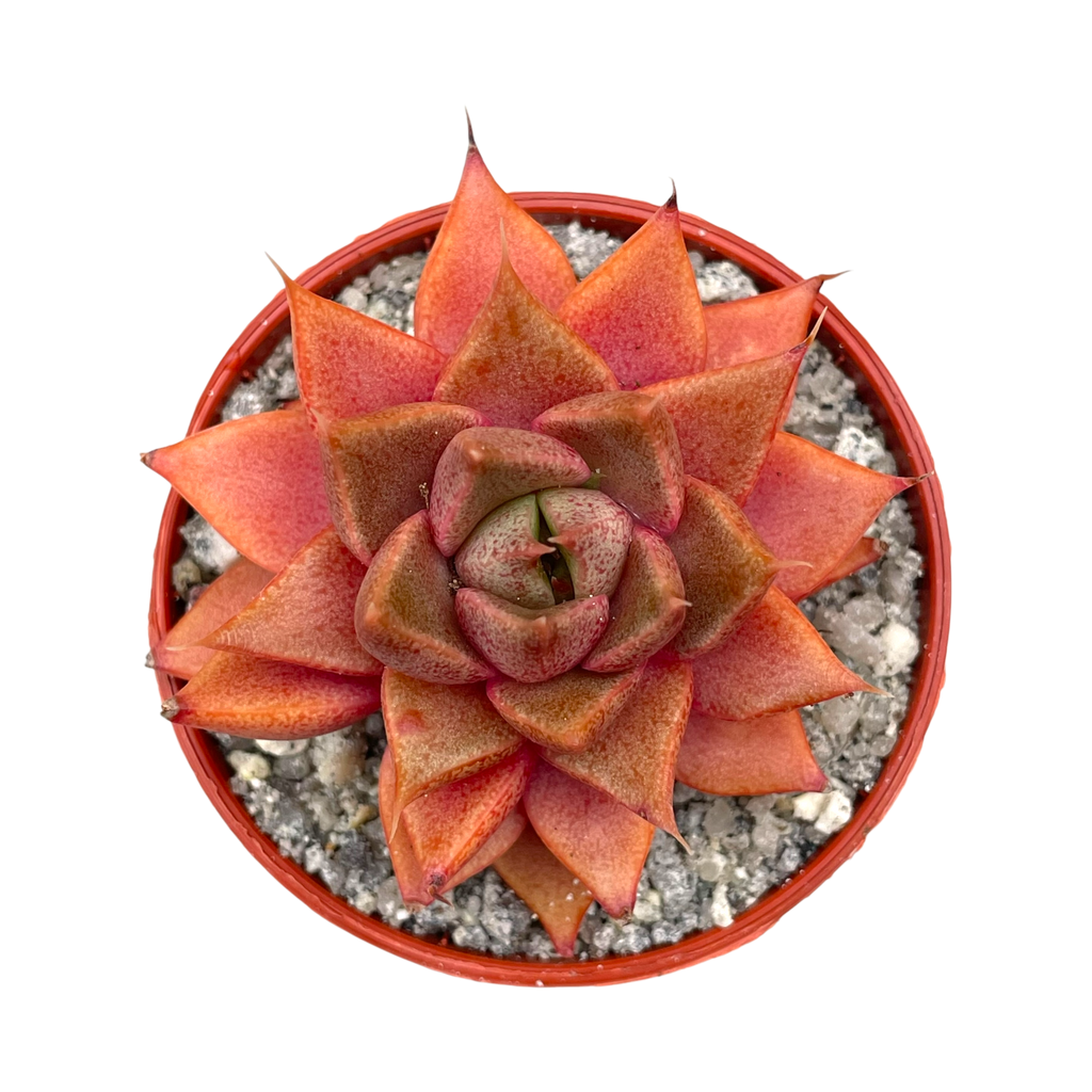Echeveria 'Shark Skin'