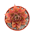 Echeveria 'Shark Skin'