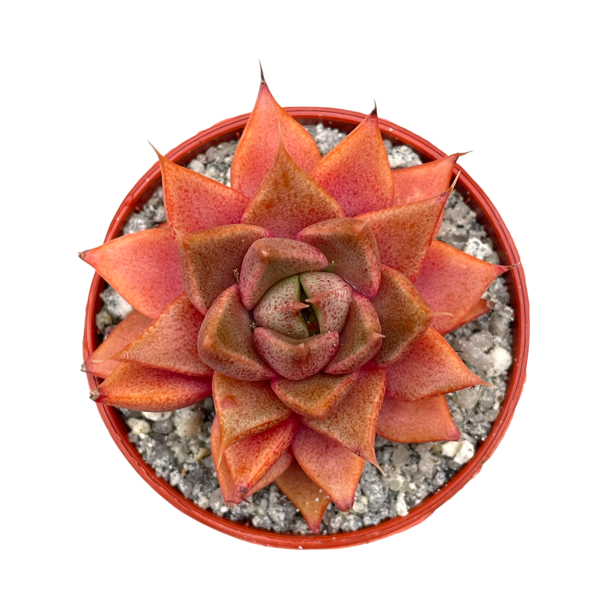 Echeveria 'Shark Skin'