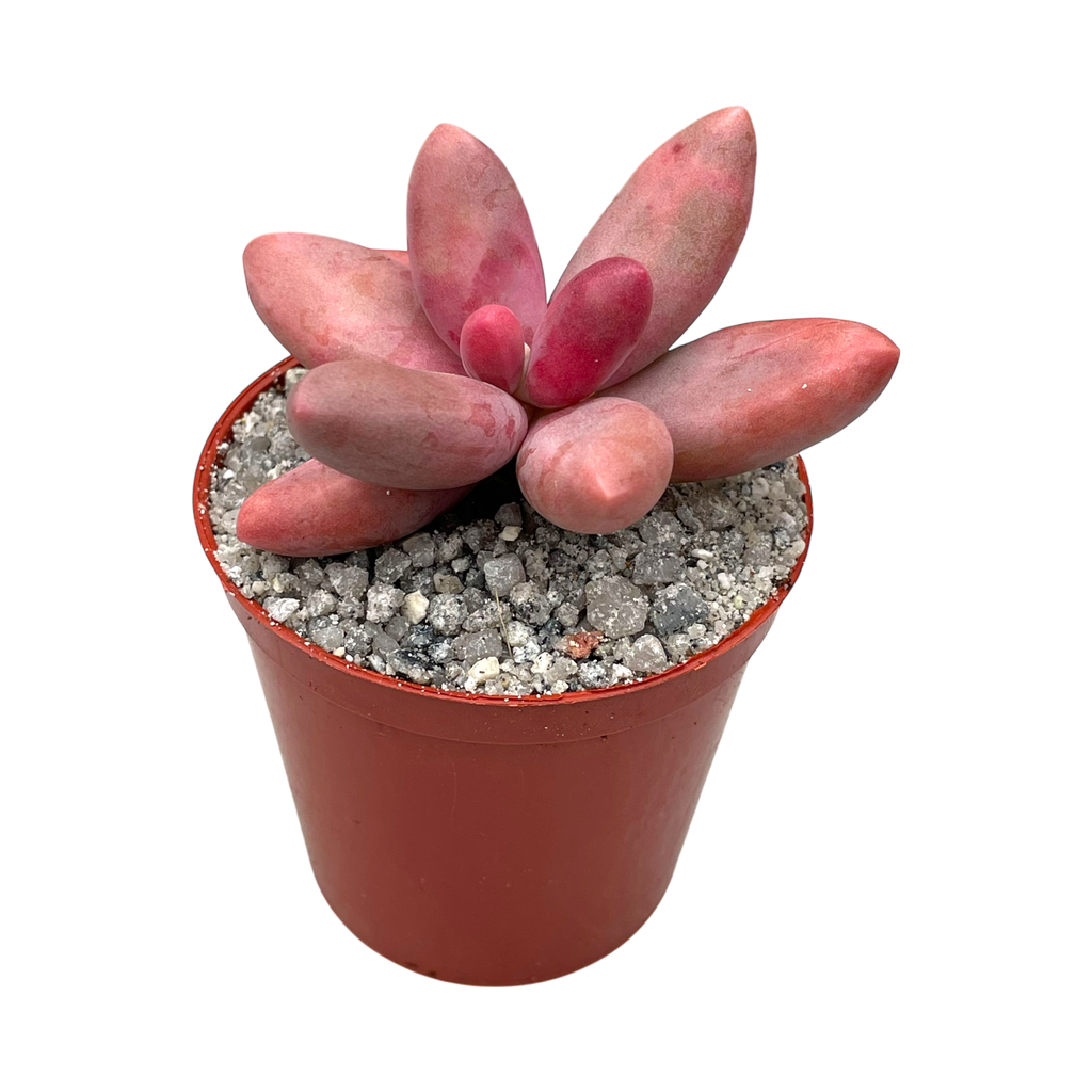 Pachyphytum oviferum x viride