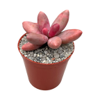 Pachyphytum oviferum x viride