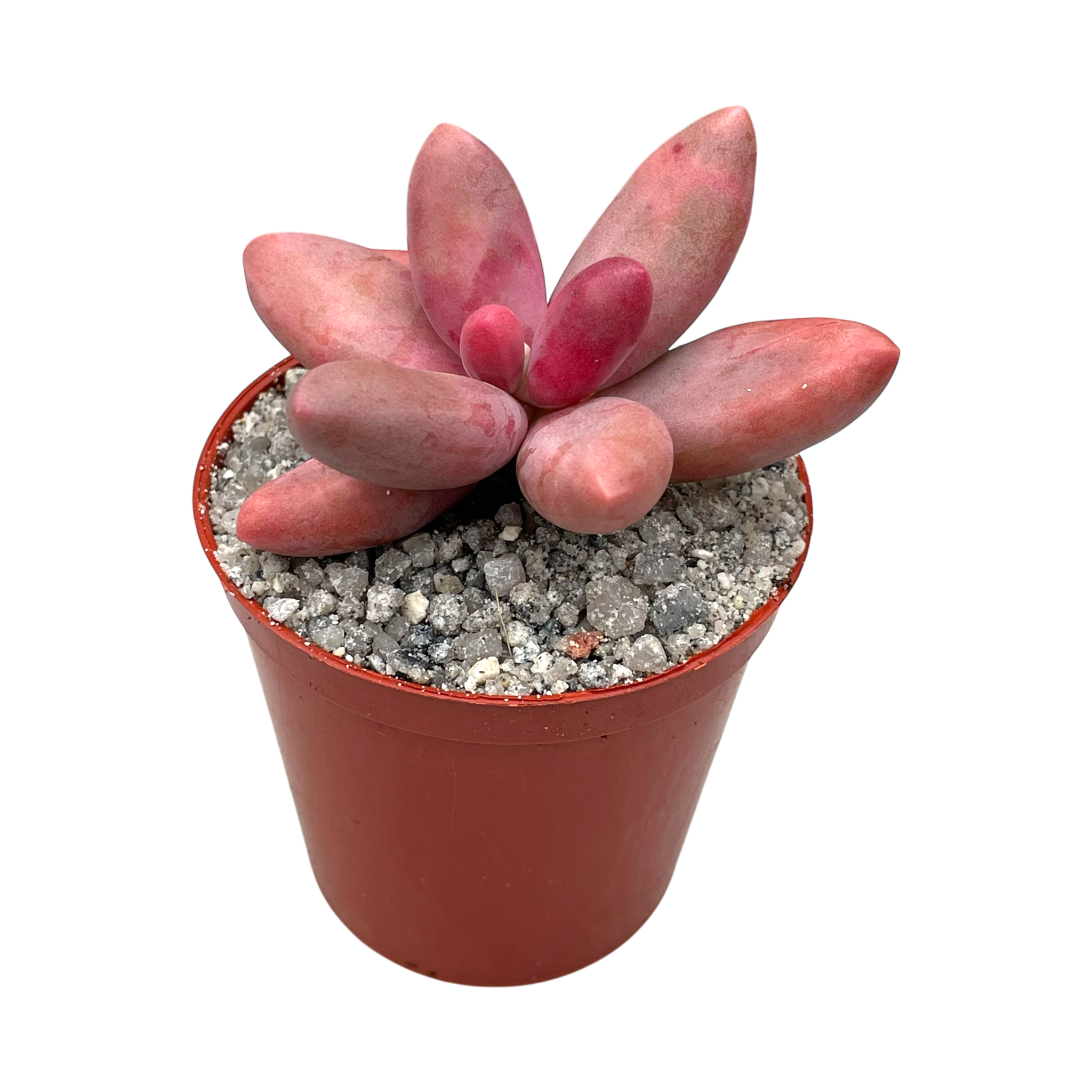 Pachyphytum oviferum x viride