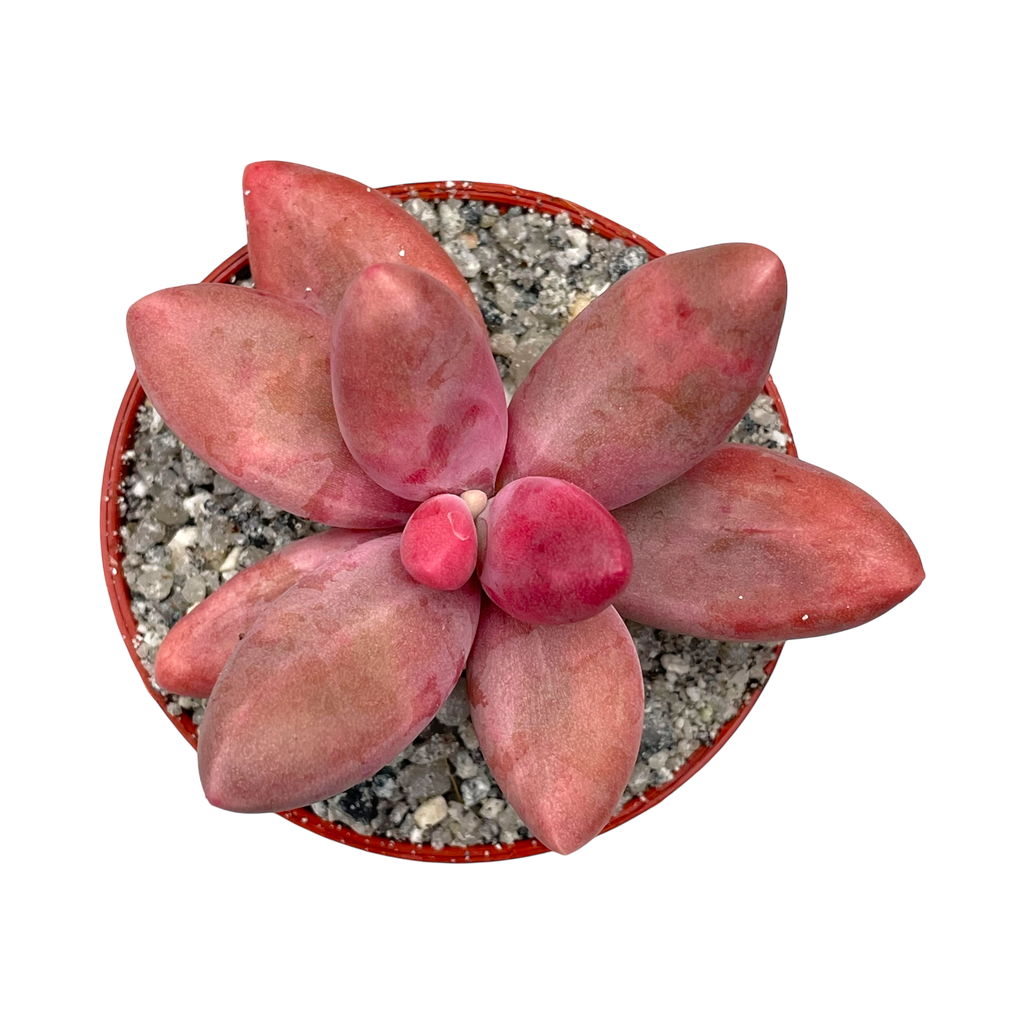Pachyphytum oviferum x viride