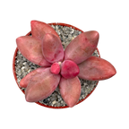 Pachyphytum oviferum x viride