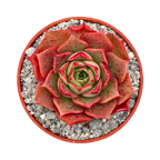 Echeveria 'Sulphur'