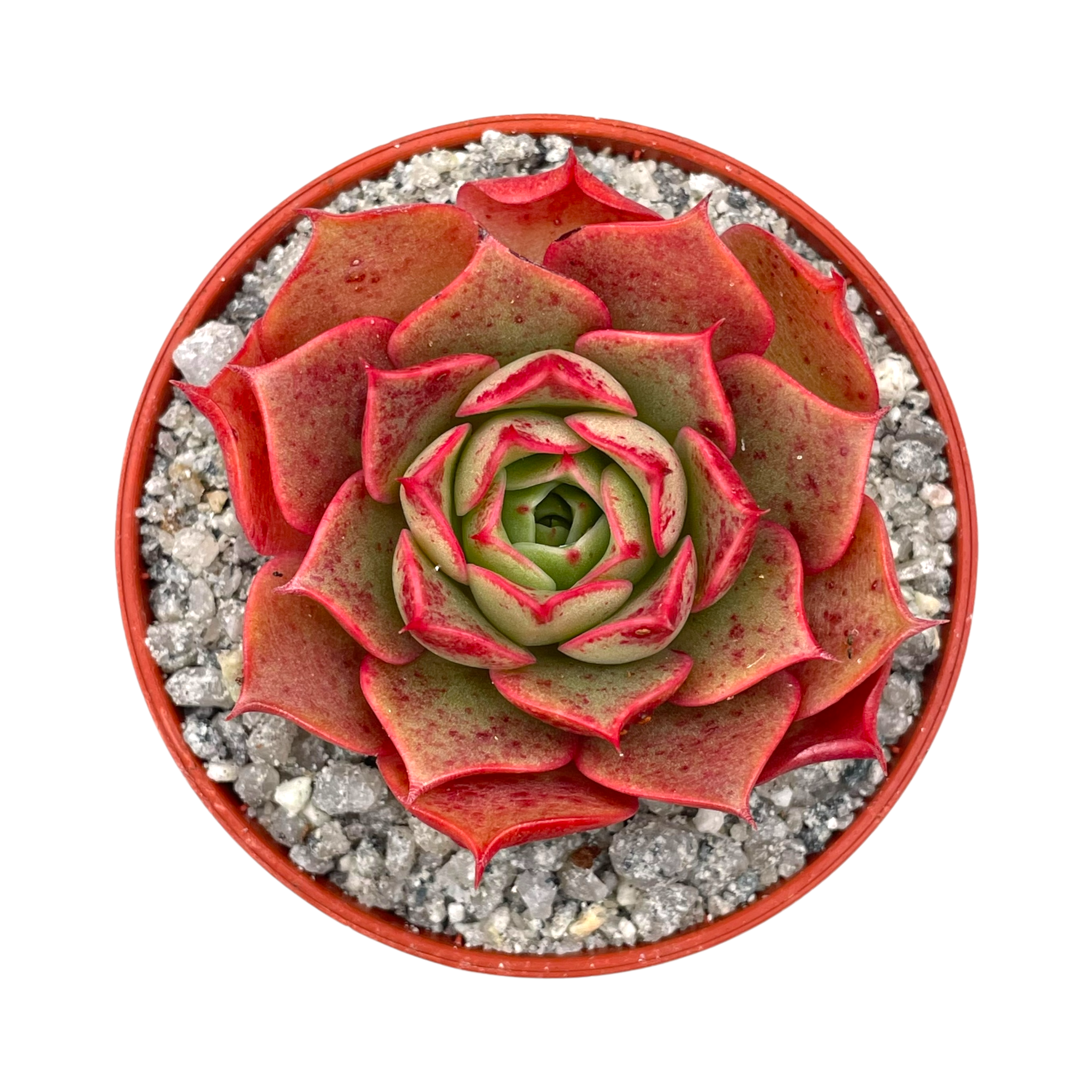 Echeveria 'Sulphur'