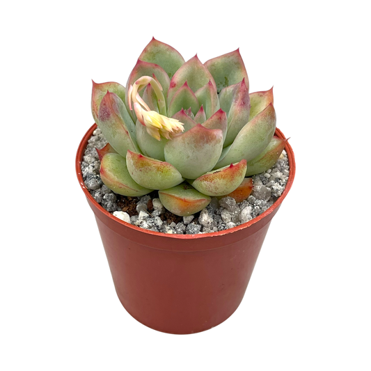 Echeveria 'Ileene'