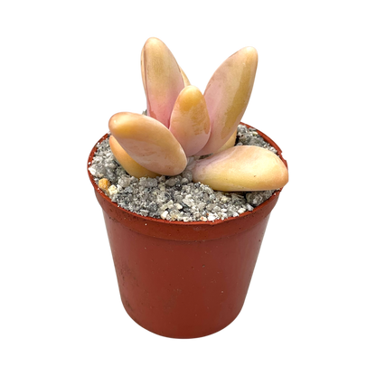 Pachyphytum fittkauii