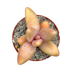 Pachyphytum fittkauii