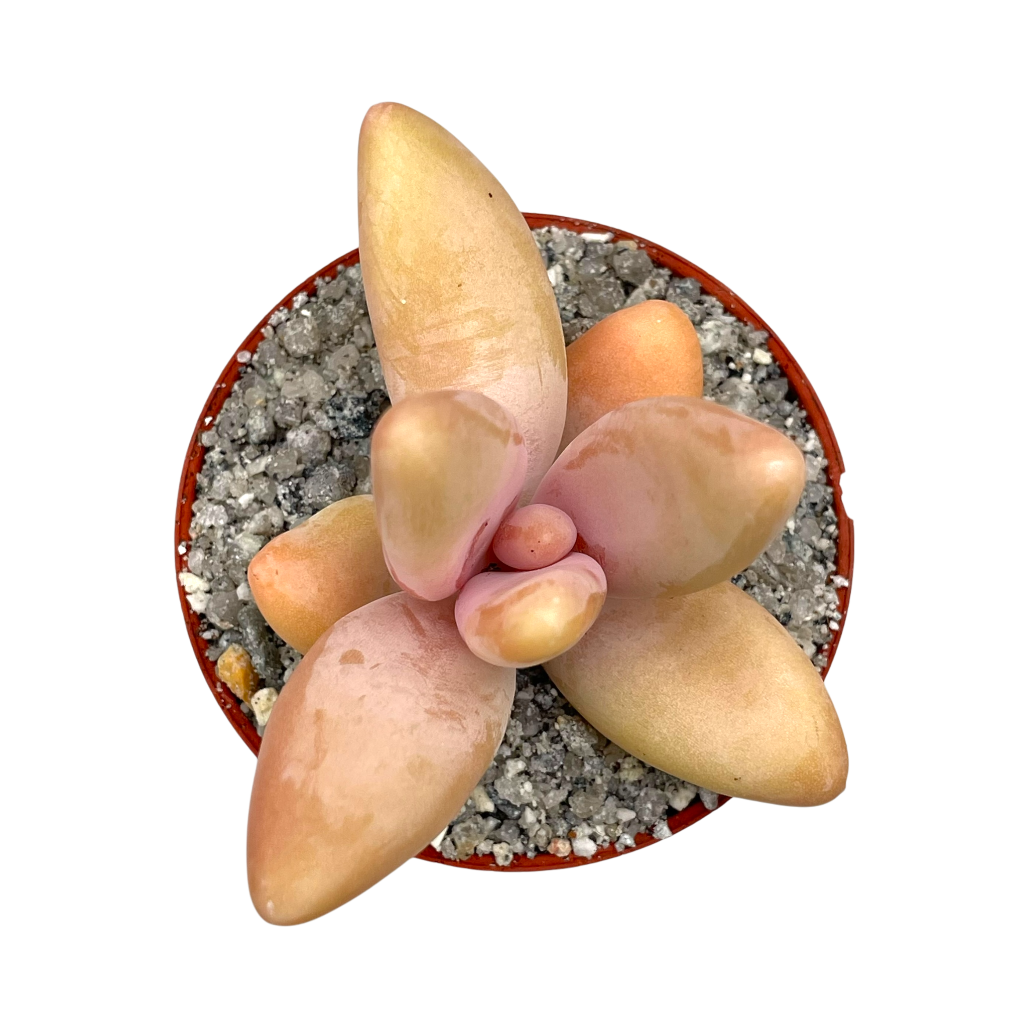 Pachyphytum fittkauii