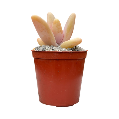 Pachyphytum fittkauii