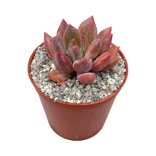 x Pachyveria 'Zooney'