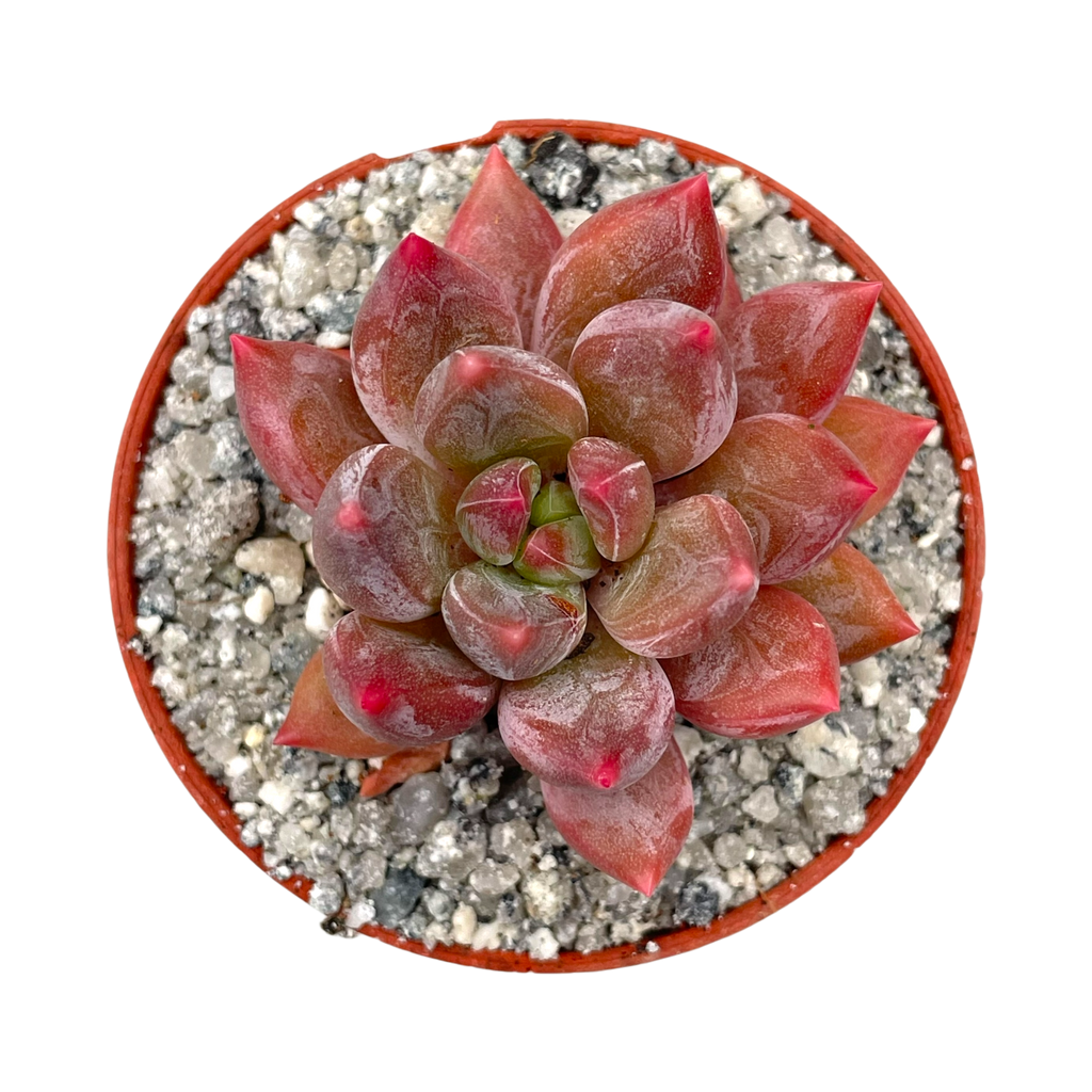 x Pachyveria 'Zooney'
